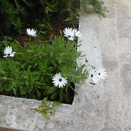 Hvar Krizna Luka Hvar Town