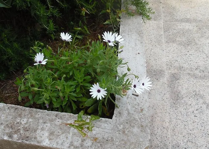 Hvar Krizna Luka Hvar Town